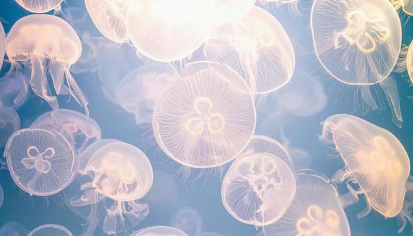 海月のテクスチャ 海月のテクスチャの写真
