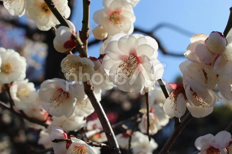 梅の花（梅林） 梅,早春,鶯の写真素材