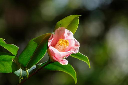 日差しに映える椿の花 日差しに映える椿の花の写真