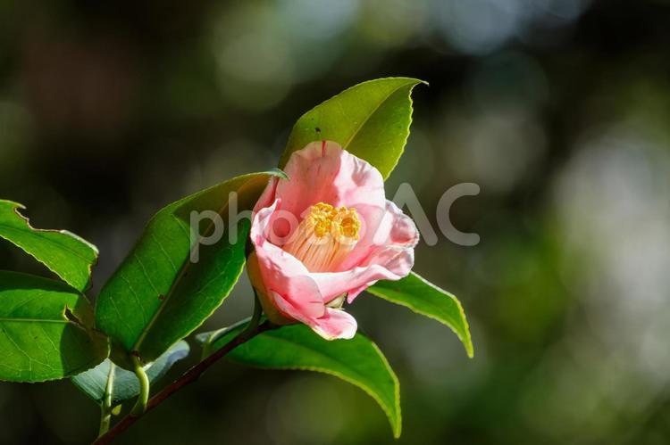 日差しに映える椿の花 椿,花,ピンクの写真素材