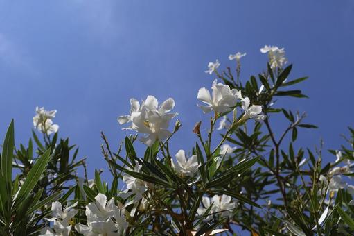 青空と白いキョウチクトウの花の咲く木 青空と白いキョウチクトウの花の咲く木 青空,白い,キョウチクトウの写真素材
