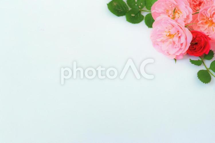 ミニ薔薇のフレーム　２ 花,フレーム,薔薇の写真素材