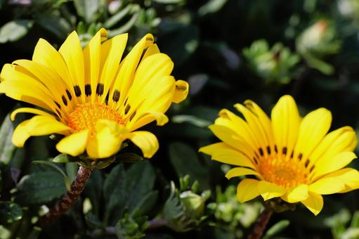 Gazania flowers in the sun in a flowerbed in mid-April, JPG Gazania flowers in the sun in a flowerbed in mid-April, JPG