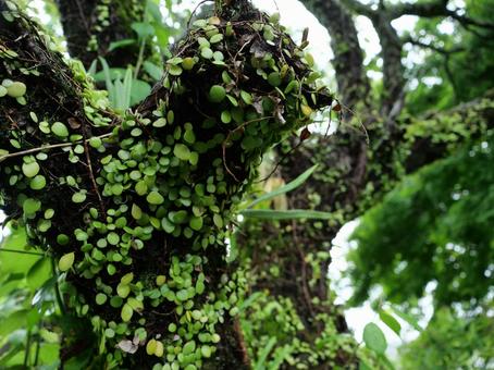 知覧 生い茂る自然 知覧 生い茂る自然 知覧,武家屋敷通り,鹿児島の写真素材