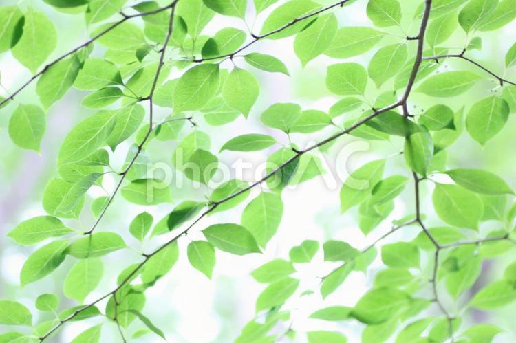 新緑の葉っぱのイメージ 新緑,若葉,木漏れ日の写真素材