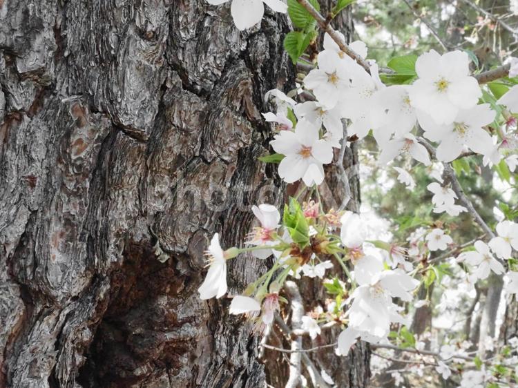 桜と木 サクラ,きれい,春風の写真素材