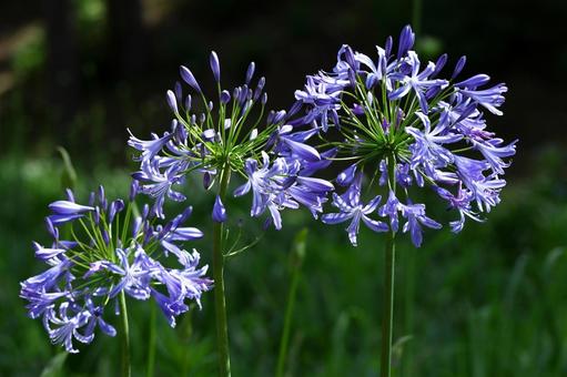 Photo, agapanthus, purple clam, murasaki kunsiran, 