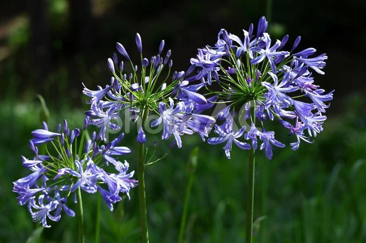 放射状に咲く アガパンサス,紫君子蘭,ムラサキクンシランの写真素材