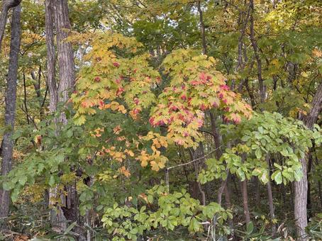 秋の訪れ７の写真