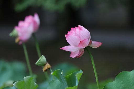 蓮 蓮 蓮の花,ハス,蓮の写真素材