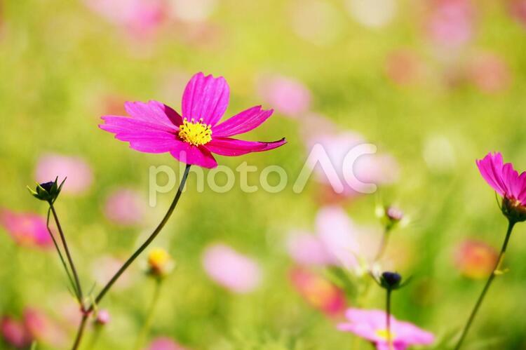 コスモス畑の思い出1 コスモス,秋桜,コスモス畑の写真素材