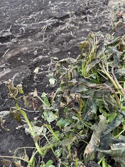 霜にあったエンツァイ エンツァイ,空芯菜,野菜の写真素材