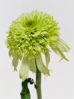 グリーン色のエキナセアの花 グリーン色のエキナセアの花 花,植物,エキナセアの写真素材