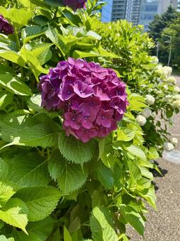 色鮮やかな紫陽花 色鮮やかな紫陽花の写真