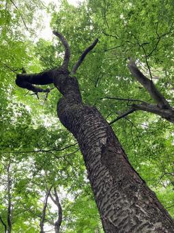 Trees, JPG Trees, JPG