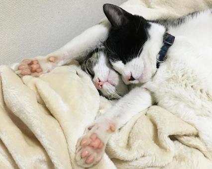 自分を枕にする妹猫を受け止める姉猫 ハチワレ,仲良し,ねこの写真素材