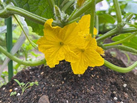 Cucumber flower Home garden, JPG