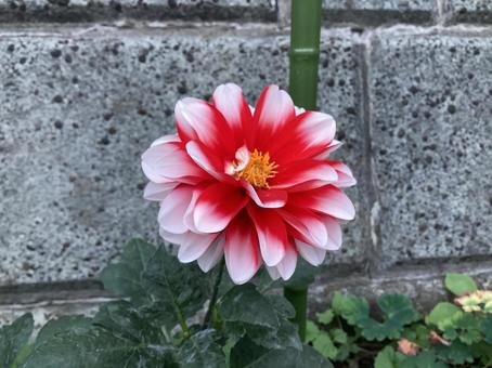 花 花の写真