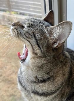 猫のあくび ネコの目,動物,かわいいの写真素材