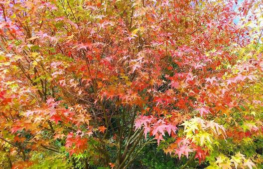鮮やかなもみじの紅葉 鮮やかなもみじの紅葉 紅葉,秋,もみじの写真素材