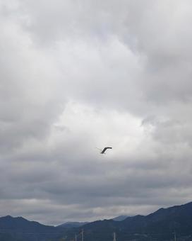 空を悠然と飛ぶアオサギ 空を悠然と飛ぶアオサギの写真