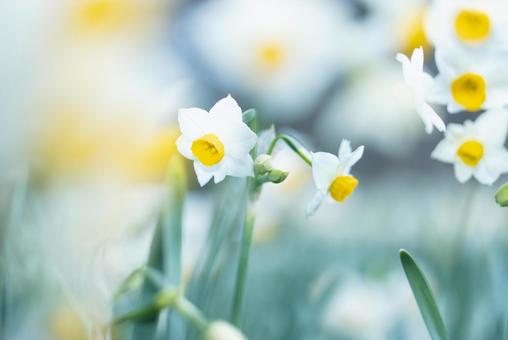 Narcissus, JPG