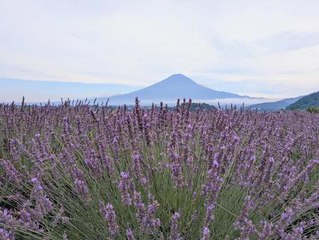 富士山とラベンダー 富士山とラベンダーの写真