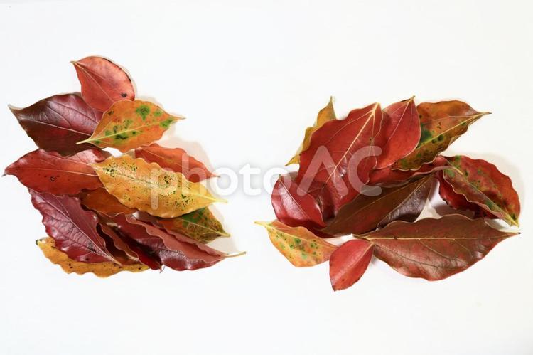 美しく紅葉した楠の葉の素材背景 紅葉,秋,楠の写真素材