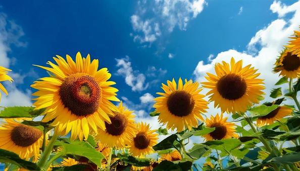 ひまわり　青空２の写真