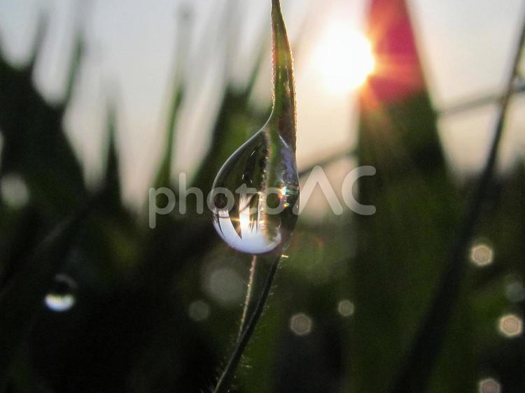 水滴と緑の葉と朝日Water drops 水滴,すいてき,waterの写真素材