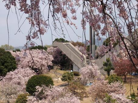 桜 桜の写真