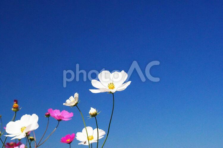 滝野すずらん丘陵公園のコスモスの花 コスモス,コスモス畑,アップの写真素材