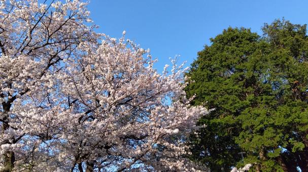 春 春 春,桜,さくらの写真素材