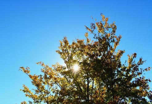 青空と逆光の太陽 青空,秋空,空の写真素材