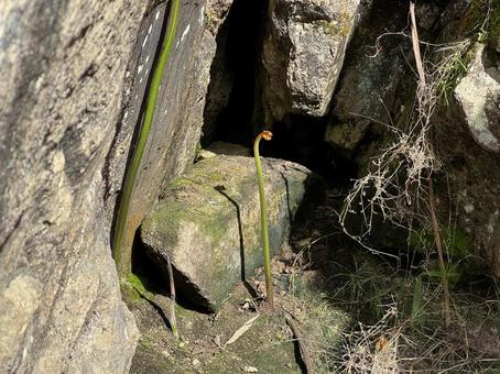 岩場の野草 岩場の野草の写真