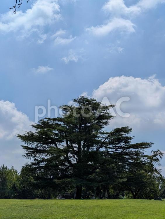 青空の下、狭山稲荷山公園③ 狭山稲荷山公園,空,白い雲の写真素材