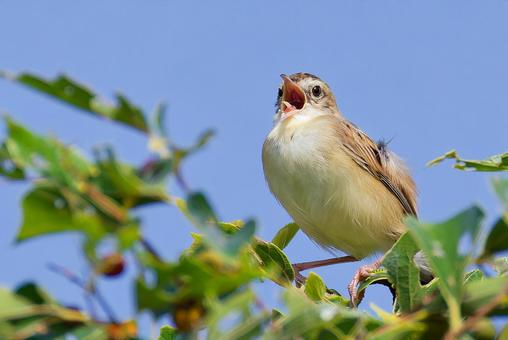 木の上で鳴くセッカの雌 木の上で鳴くセッカの雌の写真