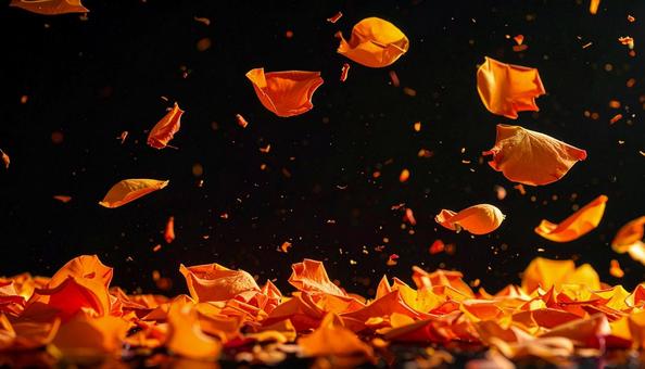 黒背景に舞う薔薇の花びら 黒背景に舞う薔薇の花びらの写真