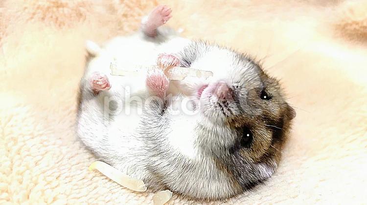 もやしを仰向けで食べるハムスター4 ジャンガリアンハムスター,ハムスター,もやしの写真素材