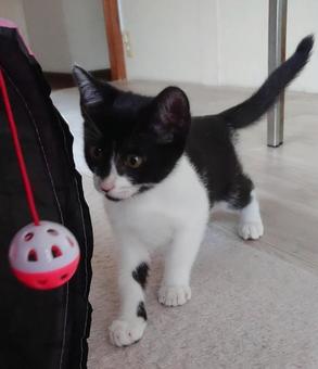 子猫のおどけなさ、なんだこれは 子猫のおどけなさ、なんだこれは ネコ,ペット,ハチワレの写真素材