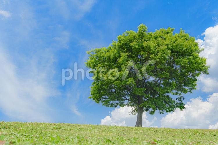 青空と雲と木と芝生広場 青空,雲,くもの写真素材
