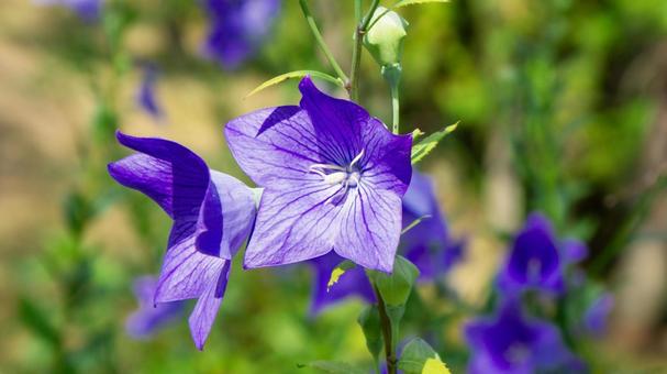 秋の花:紫の桔梗の花のアップ 秋の花:紫の桔梗の花のアップ 桔梗,花,秋の写真素材