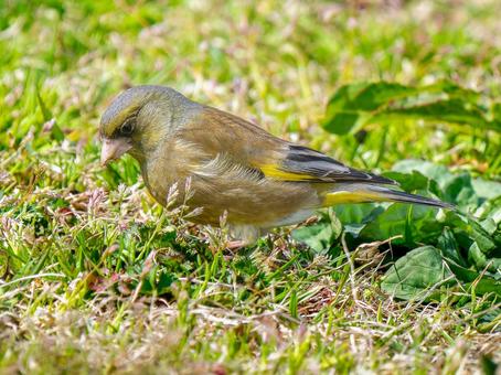 地面を歩くカワラヒワ 地面を歩くカワラヒワの写真