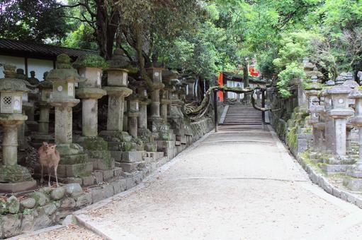 奈良公園シカ 奈良公園シカの写真