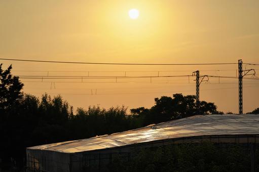 ビニールハウスにさす夕日 ビニールハウスにさす夕日 ビニールハウス,ビニルハウス,夕日の写真素材