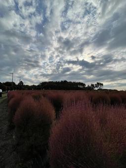 秋のコキアの写真