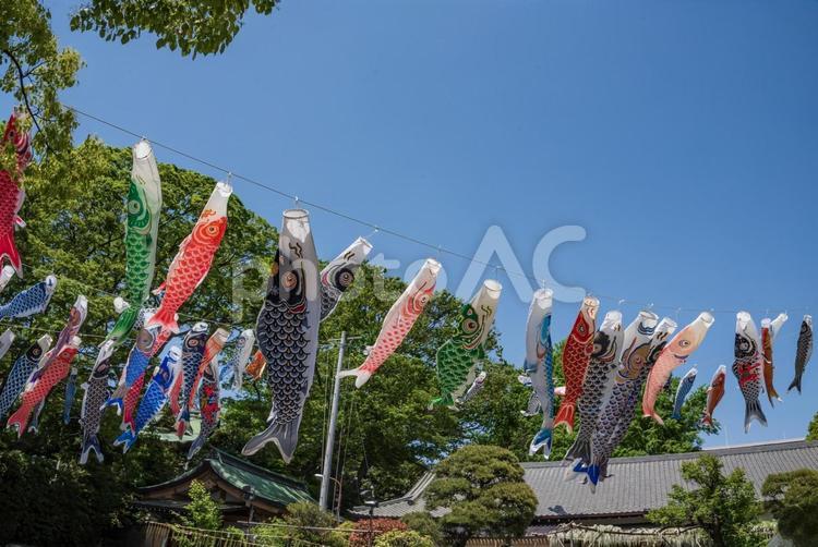 五月晴れの空に鯉のぼり　4 鯉のぼり,五月,五月五日の写真素材