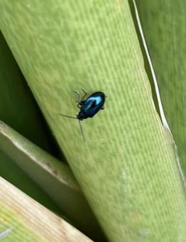 ハムシの仲間 ハムシの仲間の写真