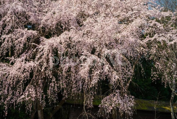 吉野、下千本の枝垂れ桜 吉野,下千本,枝垂れ桜の写真素材