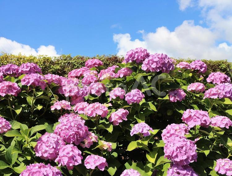 青空とピンクのアジサイ あじさい,紫陽花,ピンクの花の写真素材